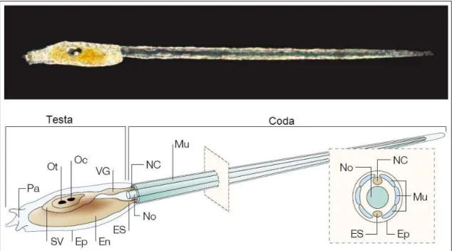 Figura 9. Morfologia di una late larva osservata al microscopio con ottica Normarsky (in alto) e 