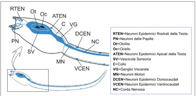 Figura 10. Sistema nervoso centrale e periferico dell’ascidia Ciona intestinalis. (Adattata da: Mochizuki et 