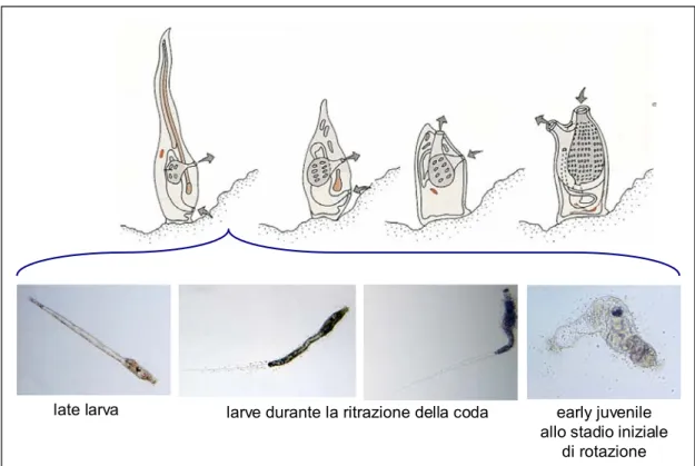 Figura 11. Processo di metamorfosi dell’ascidia Ciona intestinalis. 