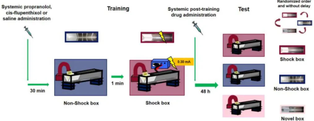 Figure 1: Schematic representation of the experimental design. 