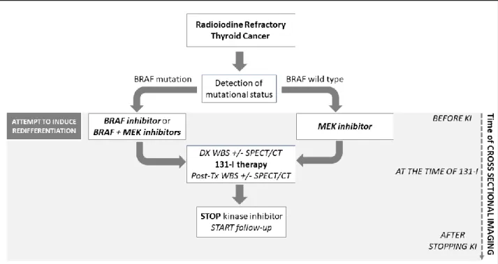Figure 1. Treatment schedule. Patients with Radioiodine refractory thyroid cancer were 
