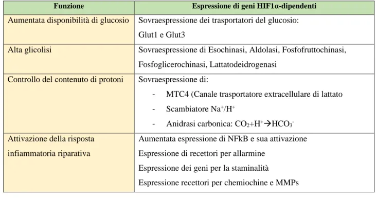 TABELLA 5 – Metabolismo energetico dei tumori maligni: attivazione di HIF1α, trascrizione genica e  funzioni coinvolte (proprietà della malignità)