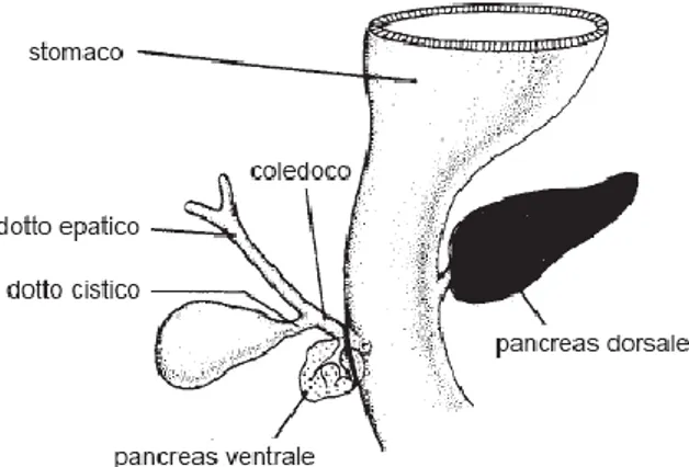 Fig.  4.  Embriologia  del  pancreas.  Il  piccolo  pancreas  ventrale  si  sviluppa 