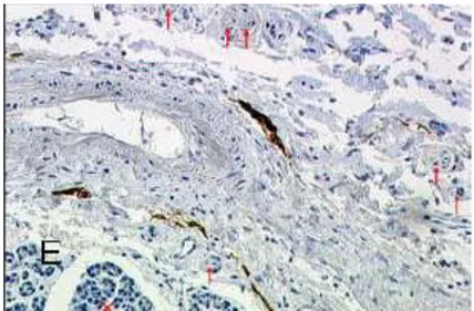Fig.  7.  Immagine  microscopica  di  pancreas  e  mesopancreas  (colorazione 