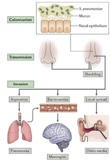 Fig 1.9. The life cycle of Streptococcus pneumoniae and  the pathogenesis of pneumococcal disease 51 