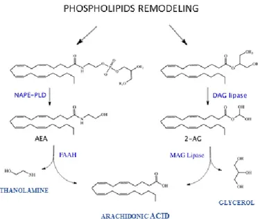 Figure 1: Endocannabinoids metabolism 