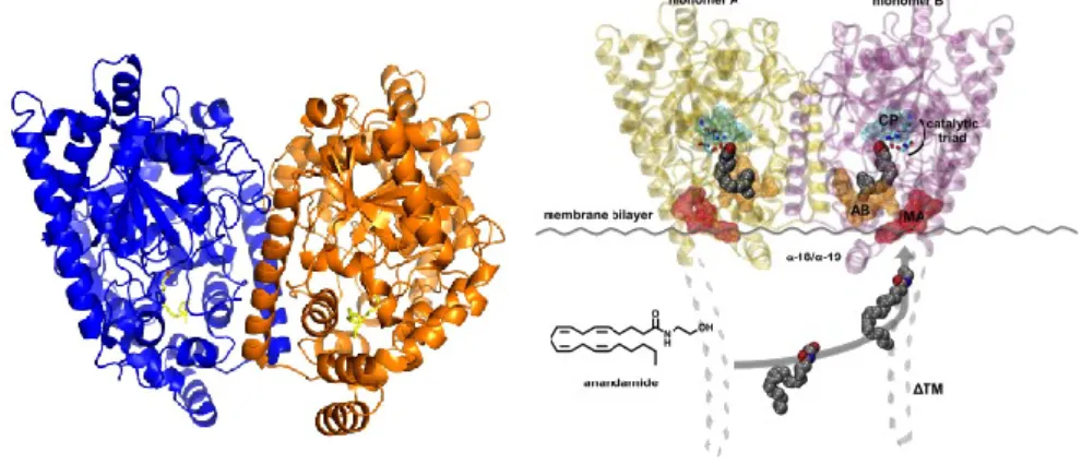 Figure 5: Fatty acid amide hydrolase (FAAH) (From Palermo et al. Med Chem. 2015) 