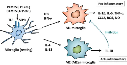 Figure 12: Microglia activation (Modified by Nakagawa e Chiba, 2014) 