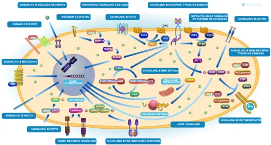 Figure 4. The intracellular signalling network involved in organochlorines-induced responses