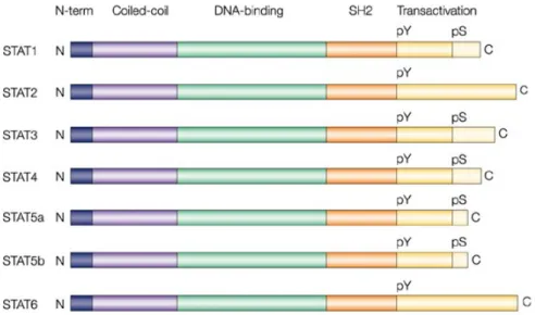 Figure 5. STAT family domains architecture