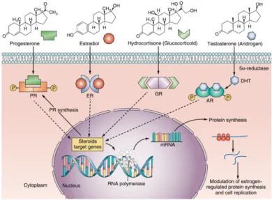 Figure 1. Schematic diagram of signal transduction pathways for clones of steroid hormones and their 