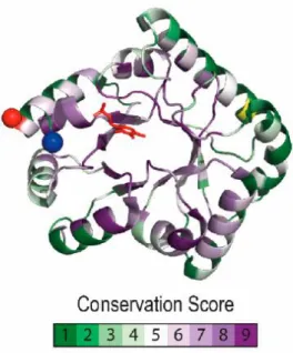 Fig  1.8:  Pyridoxal  phosphate  binding  protein  (PLPBP)  residue  conservation and distinctive structural features