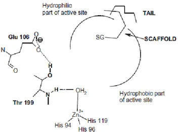 Figure 1.7. Schematic representation of hCAIs occluding the entrance of the active site [99]
