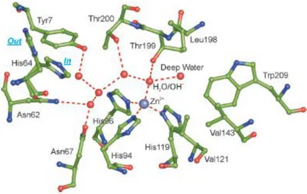 Figure 1.1. The active site of hCA II, taken as representative hCA isoform, describing the network of 