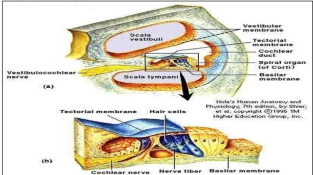 Fig. 1.2 Partitions of the cochlea 