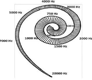 Fig. 1.3 Tonotopic representation of the cochlea 