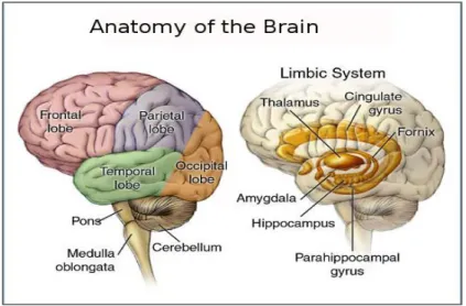 Figure 2.1: The Limbic System 