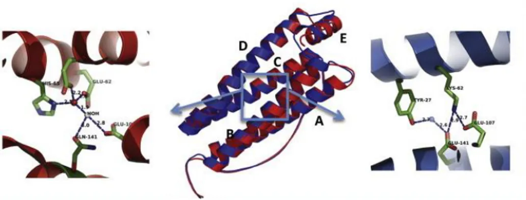 Fig. 1.2: Three-dimensional  structure  of  ferritin  monomer.  Ferritin 