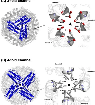 Fig.  1.4:  Schematic  representation  of  ferritin  3-fold  channels  and  4- 4-fold  channels