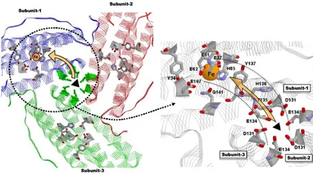 Fig.  1.5:  Putative  Fe +2   pathway  from  the  3-fold  channel  to  the 