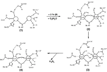 Fig.  1.6  (b):  Accepted  catalytic  mechanism  of  the  H-chain-type  ferroxidase center