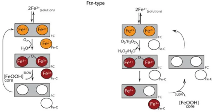 Fig.  1.9:  catalytic  mechanism  of  prokaryotic  ferroxidase  center  and  alternative roles proposed for site C
