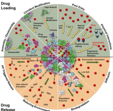 Fig.  1.12:  Biotechnological  approaches  for  drug  loading  and  release  using protein cages [ modified from Molino et al., (2014)]
