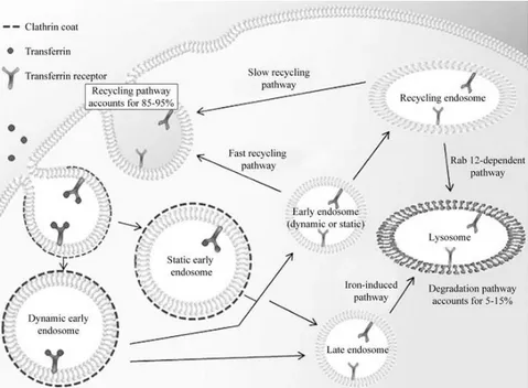 Figure  1.  13.  Transferrin-1  receptor-mediated  endocytosis.  Upon 