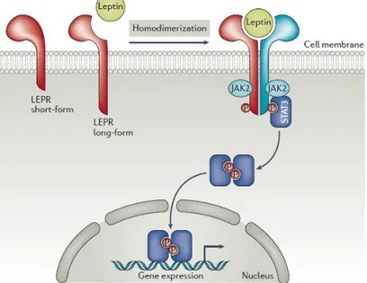 Figure 3.3 : Schematic representation of leptin receptors and its signal  transduction pathway