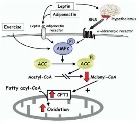 Figura 3.4:  Model for the stimulatory effect of AMPK on fatty-acid oxidation in muscle