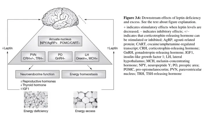 Figure 3.6: Downstream effects of leptin deficiency  and excess. See the text about figure explanation