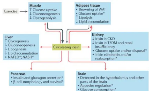 Figure  3.8:   Irisin  is  primarily  secreted  by  muscle  during  exercise and  secondarily  by  adipose  tissue  (black  arrows)