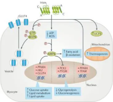 Figure  3.9:  N  Perakakis  et  al.  Physiology  and  role  of  irisin  in  glucose  homeostasis