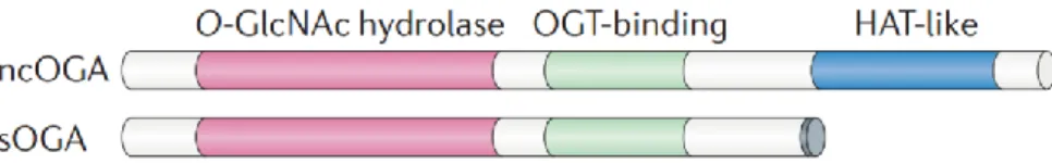 Figure  3:  Schematic  representation  of  O-GlcNAcase  (OGA)  isoforms.  The 