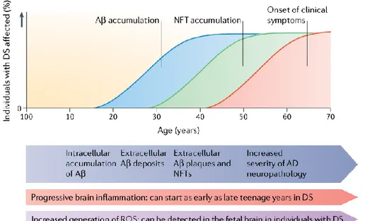 Figure 4: Hypothetical progression of Alzheimer-like neuropathology in Down  syndrome