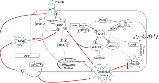 Figure 6: Schematic representation of the insulin signalling: Under physiological  conditions, the activation of insulin signalling requires the binding of insulin to the  insulin  receptor  (IR),  which  auto-phosphorylates  on  Tyr  residues  (e.g.,  Tyr