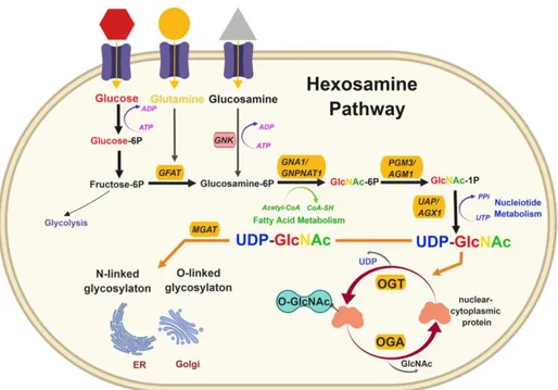 Figure  1:  The  hexosamine  biosynthetic  pathway.  The  hexosamine  biosynthetic  pathway  (HBP)  is  a  minor  branch  of  the  glycolitic  pathway  that  results  in  the  production of UDP-GlcNAc, the activated substrate for protein O-GlcNAcylation