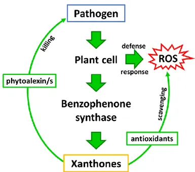 Fig. 6 Hypothetical role of xanthones in the plant pathogen-interaction. In the model proposed  by  Franklin  et  al