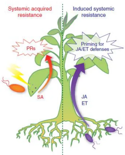 Fig. 9 Systemically induced immune responses (Pieterse et al. 2009). 