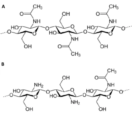 Fig. 10 Chemical structure of chitin (A) and chitosan (B). 