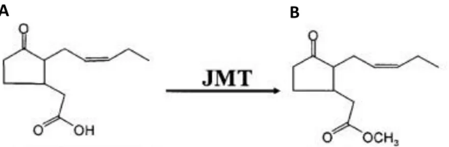 Fig.  10  Chemical structure  of  A)  jasmonic  acid  and  B) methyl  jasmonate.  JMT:  JA  carboxyl  methyltransferase (Yang et al