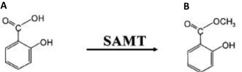 Fig. 12 Chemical structure of A) salicylic acid and B) methyl salicylate. SAMT:  salicylic acid  methyl transferase (Yang et al