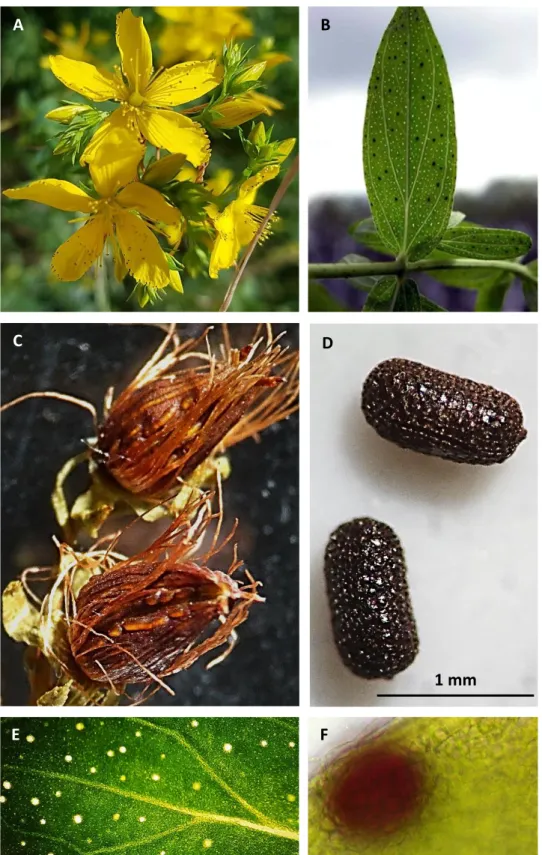 Fig.  1  Hypericum  perforatum.  A)  Flowers  with  numerous  stamens;  B)  leaves  showing  dark  and  translucent glands; C) fruits, capsules; D) seeds; E) translucent glands; F) dark gland
