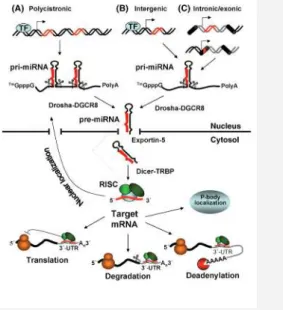 Figure 2.1. miRNA biogenesis and target binding. Adapted from [2].Once loaded in the RISC, the miRNA