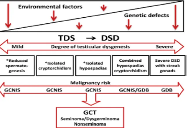 Figure  3:  Schematic  representation  of  the  pathogenesis  of  germ  cell  tumours  (GCT)