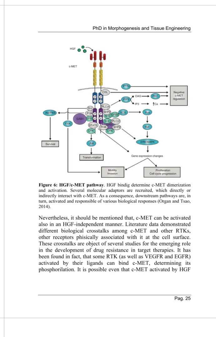 Figure 6: HGF/c-MET pathway. HGF bindig determine c-MET dimerization  and  activation