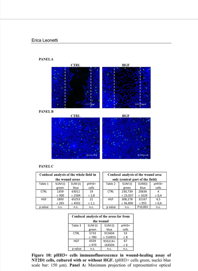 Figure  10: pHH3+  cells  immunofluorescence  in  wound-healing  assay  of  NT2D1 cells, cultured with or without HGF