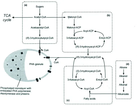Figure  2.3.  Overview  of  different  pathways  involved  in  PHA  synthesis.  PHA  biosynthesis  from 