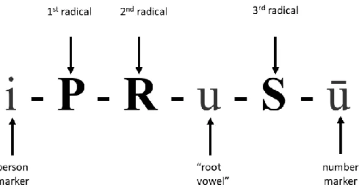 Figure  1  shows  a  schematic  representation  of  the  above-mentioned facts: 