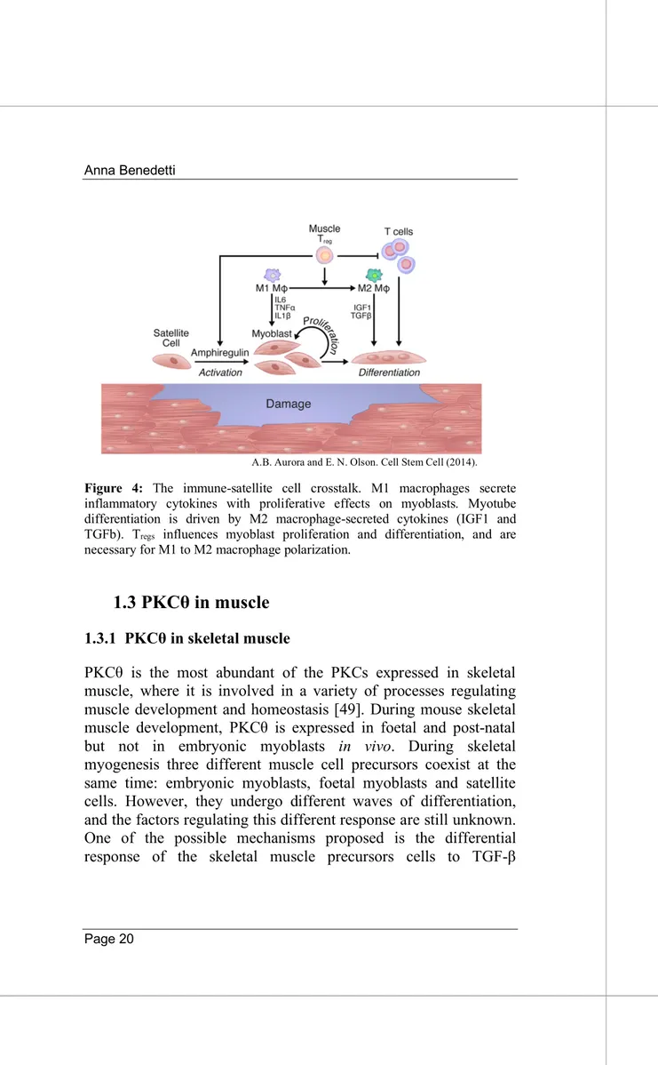 Figure  4:  The  immune-satellite  cell  crosstalk.  M1  macrophages  secrete  inflammatory  cytokines  with  proliferative  effects  on  myoblasts